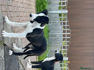 Lurcher dogs Tango x faith and Reece's line puppy's ready to go - Advert 2