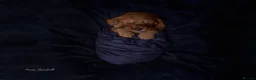 Mini Goldendoodle dogs for sale: F1 pups by a licensed breeder POLICE dog trainer - Advert 5