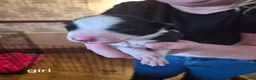 Border Collie dogs for sale: Ruby and Ace are the parents of 9 beautiful pups in Rotherham - Advert 7