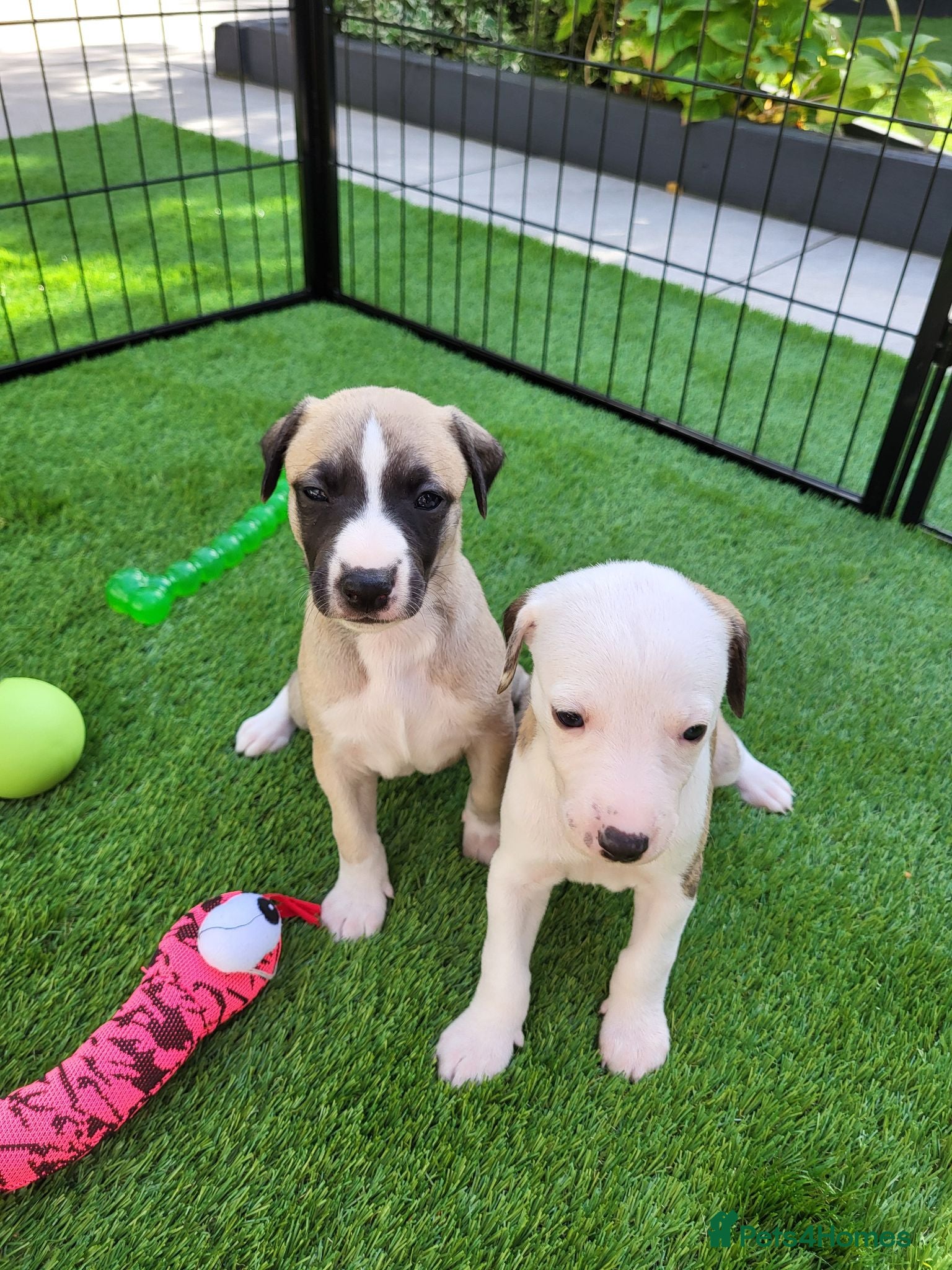 Whippet dogs KC Gorgeous Whippet pups. - Advert 2