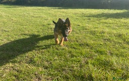 German Shepherd dogs for sale: 25 years experience breeding German Shepherds  - Image 11