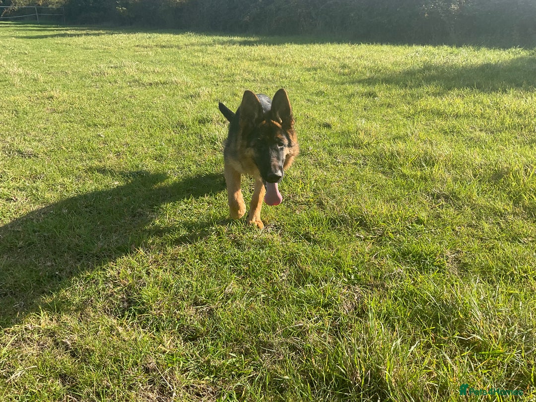 German Shepherd dogs for sale: 25 years experience breeding German Shepherds  - Image 11