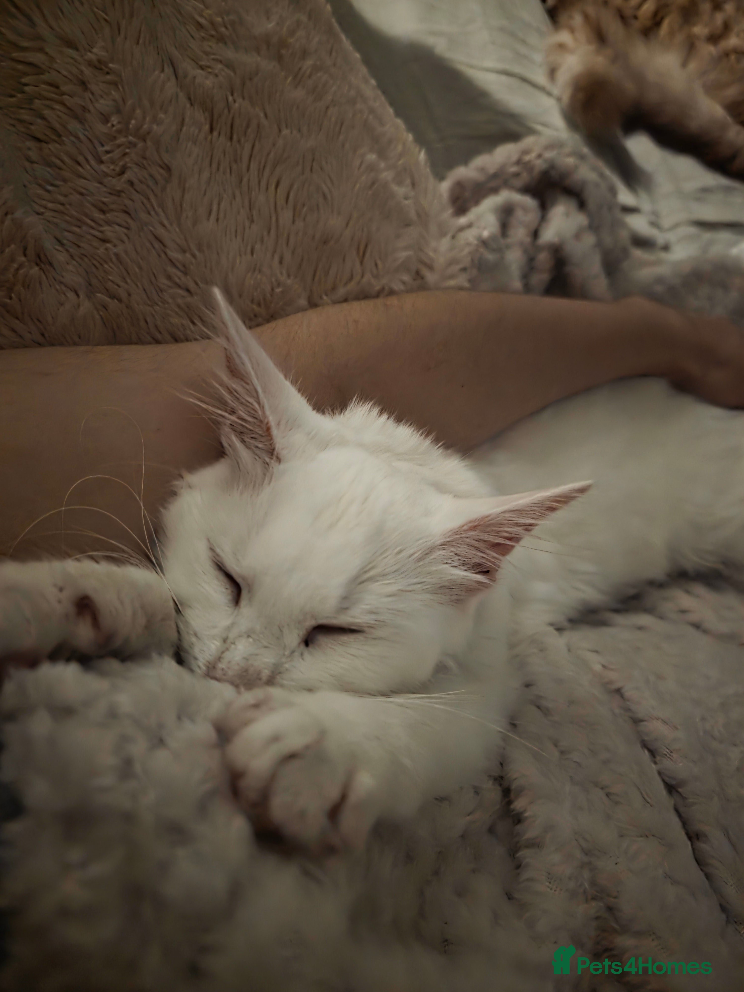 Mixed Breed cats Cats 4  - Advert 9