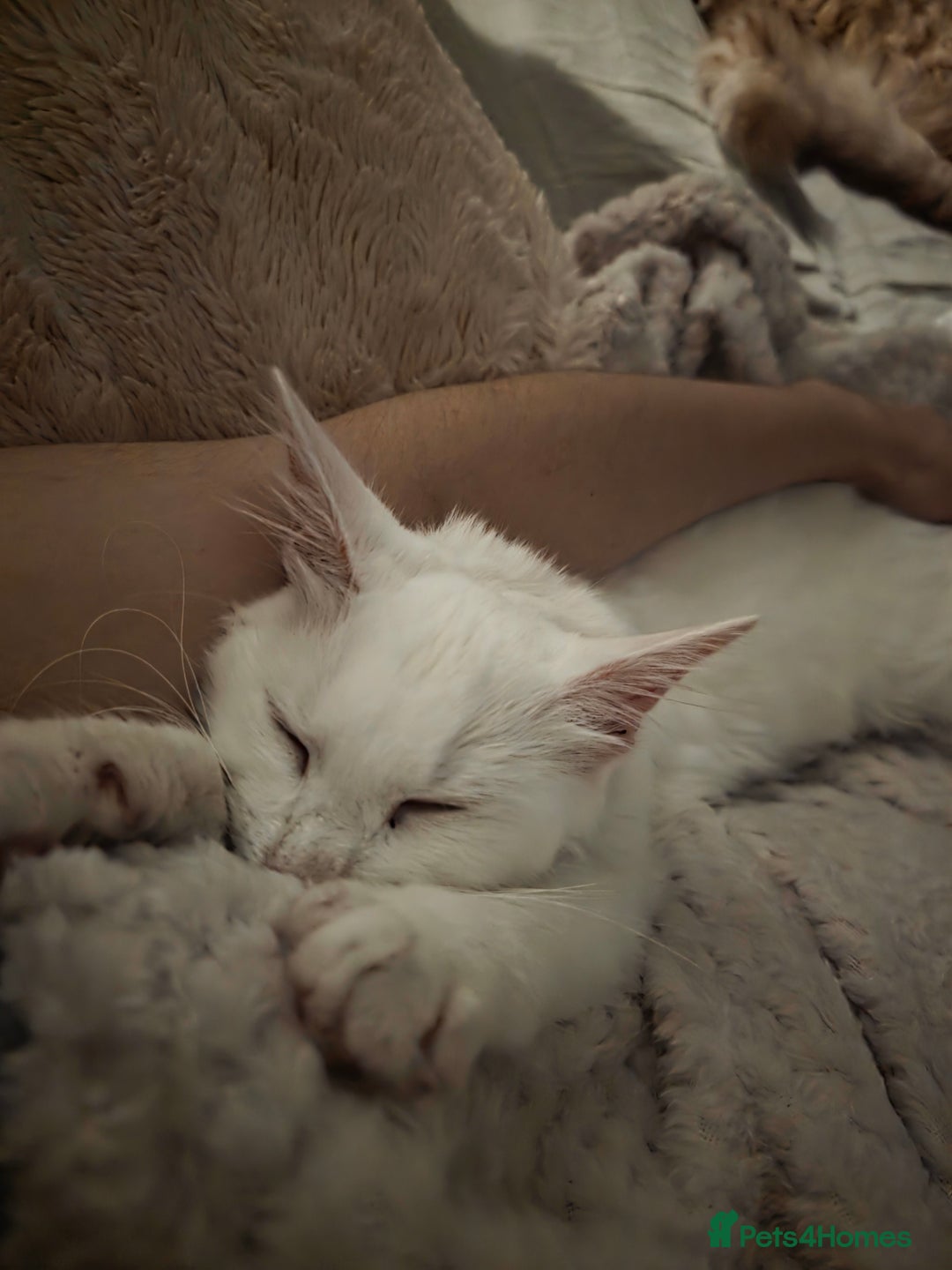 Mixed Breed cats for sale: Cats 4  - Advert 1