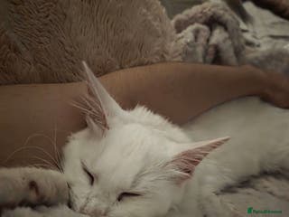 Mixed Breed cats Cats 4 - Advert 9