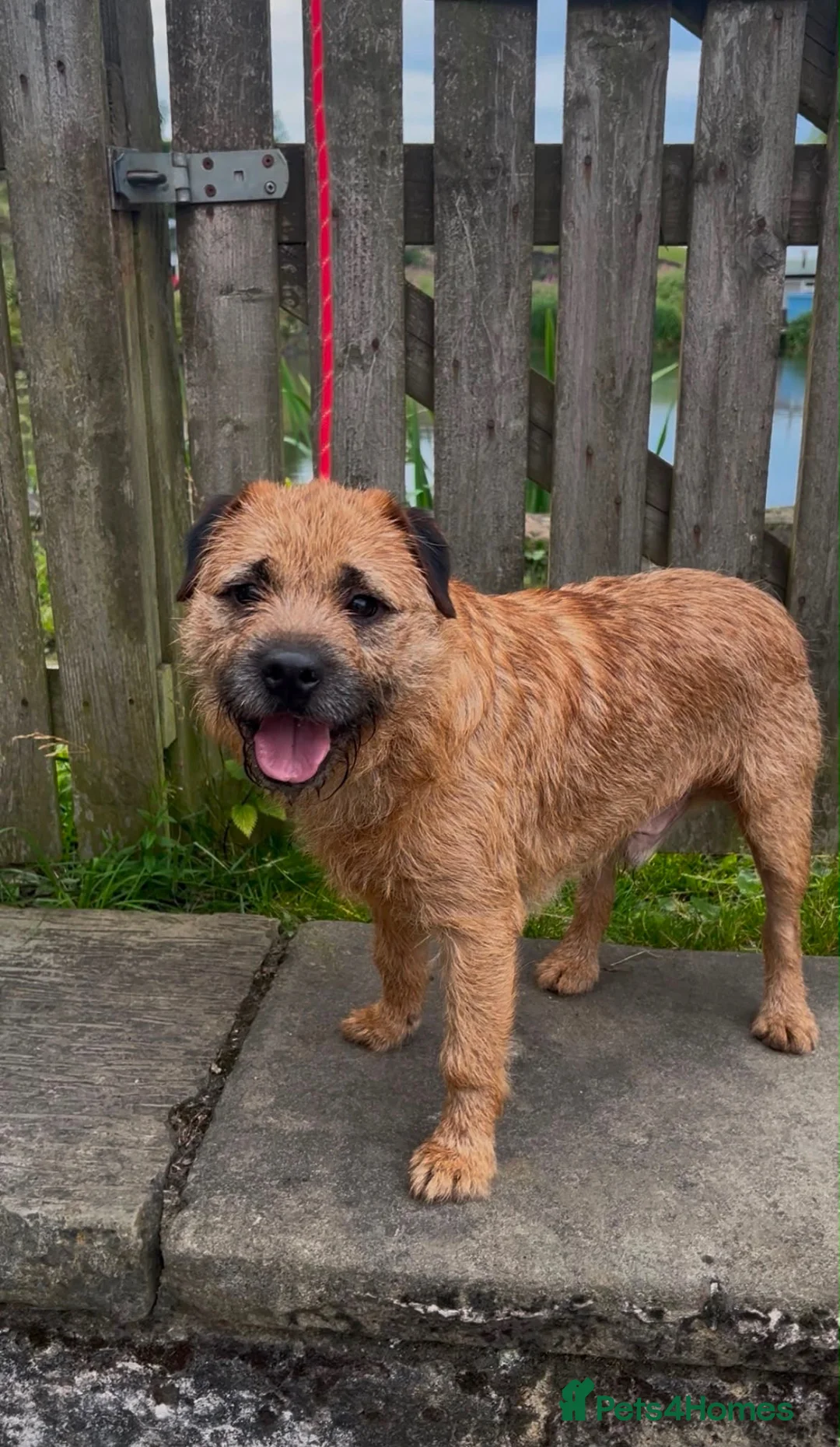 Border Terrier dogs for stud: KC REG OXCROFT BRED BORDER TERRIER STUD DOG - Advert 2