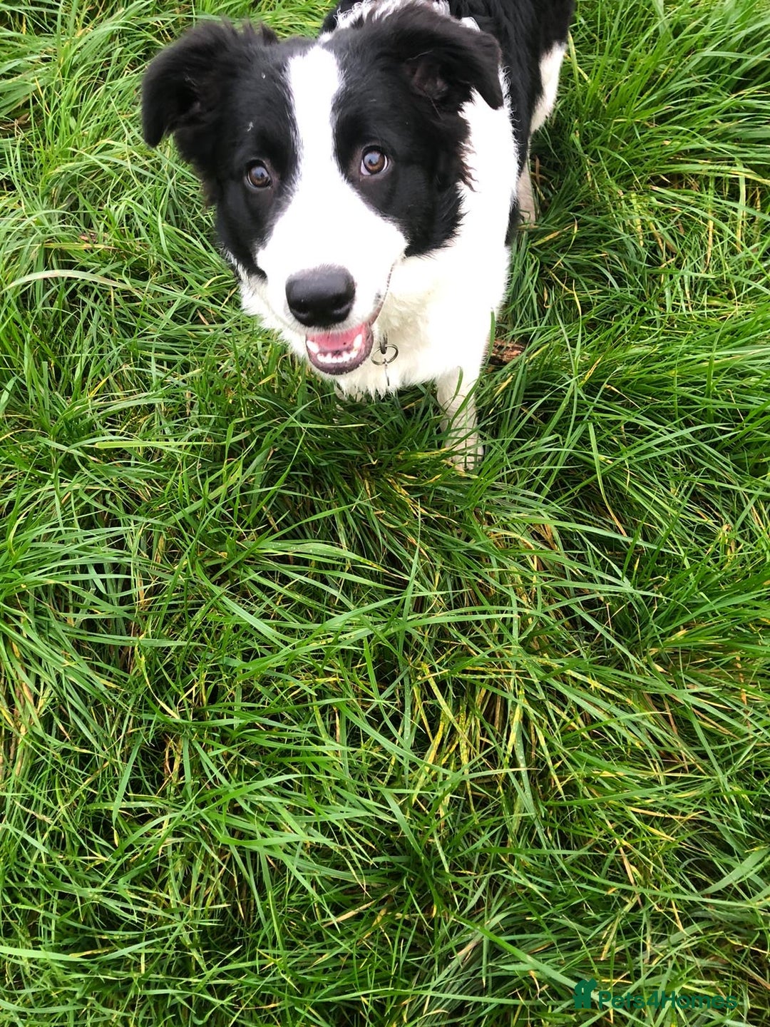 Border Collie dogs for sale: Last one boy ,rehome !International Champion line - Advert 3