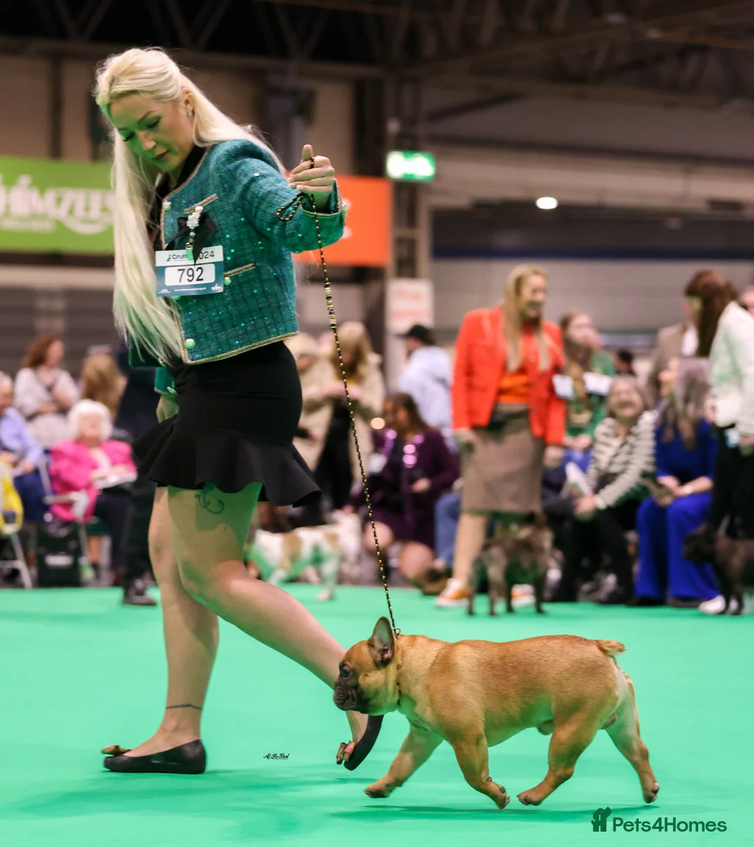French Bulldog dogs for sale: Champion Sired last female Fawn French bulldog - Advert 10