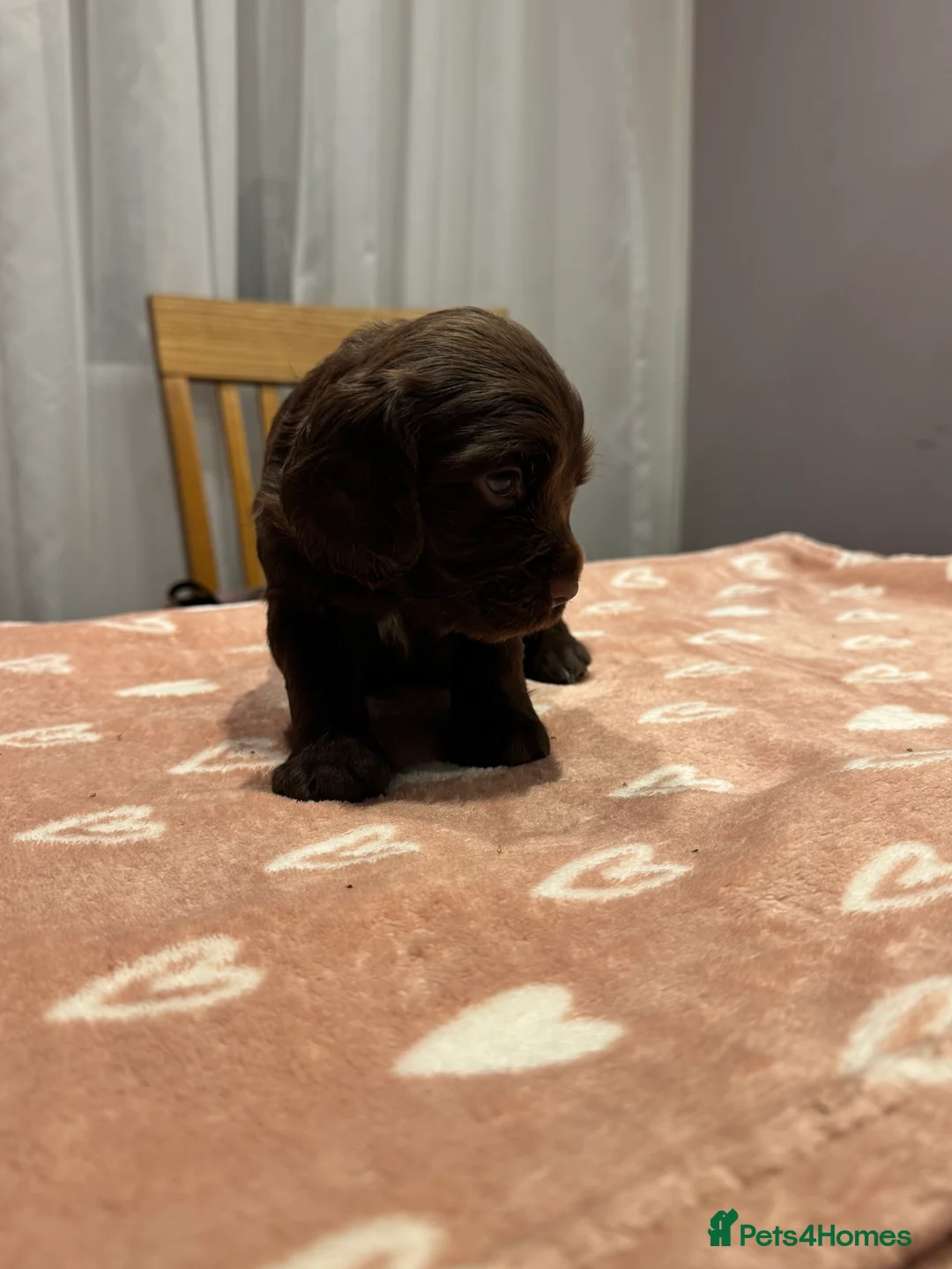 Cocker Spaniel dogs for sale: Adorable cocker spaniel puppies - Advert 32
