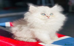 Persian cats for sale: Persian Chinchilla silver shadow 🎀🧢 - Advert 14