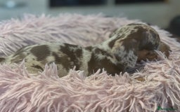 Miniature Dachshund dogs for sale: Adorable miniature dachshund  - Image 4
