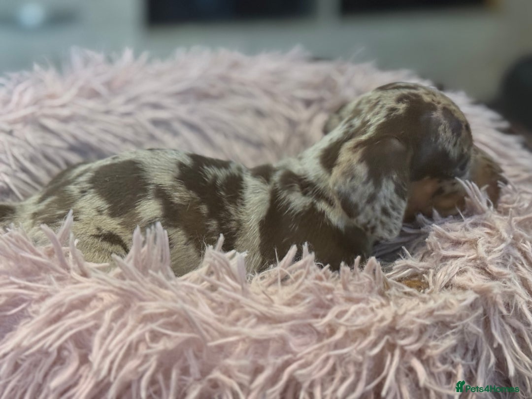 Miniature Dachshund dogs for sale: Adorable miniature dachshund  - Image 4