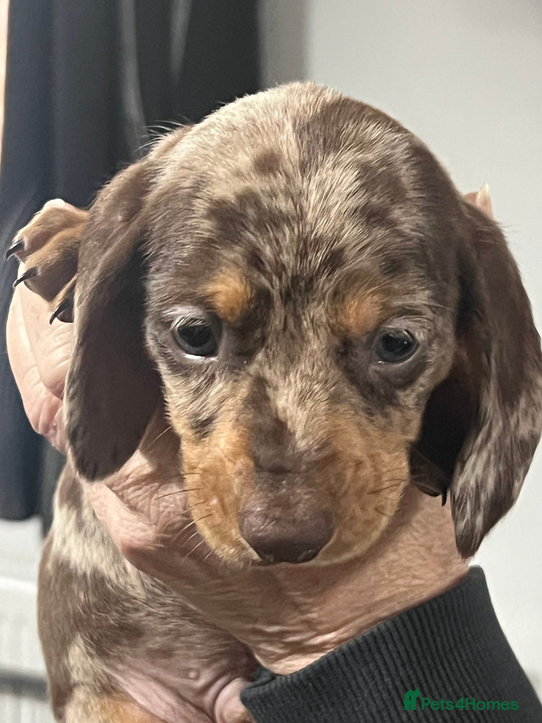 Miniature Dachshund dogs for sale: Miniature dachshunds  - Advert 4