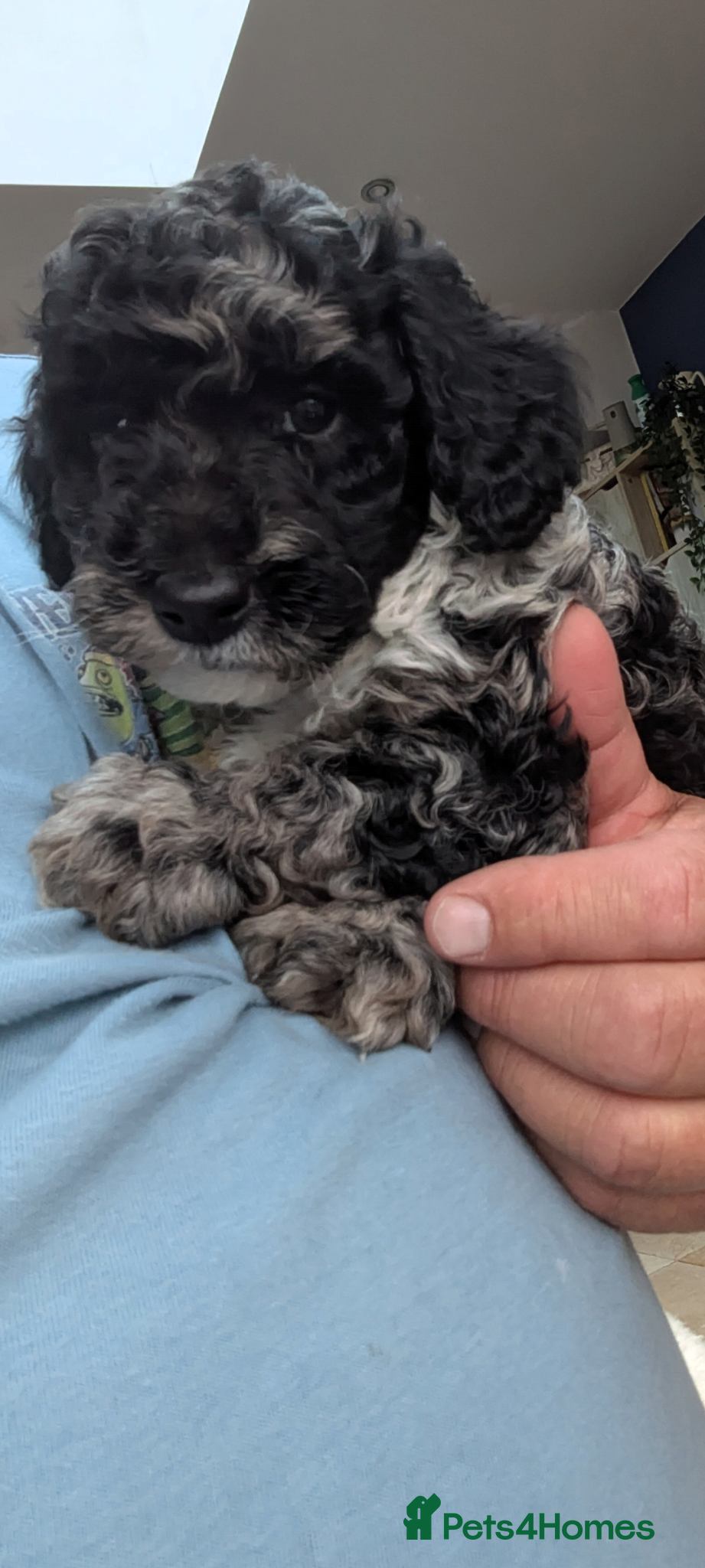 Miniature Poodle dogs for sale: Miniature Poodle Puppies (Blue Merl & Black) - Advert 10
