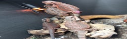 Bearded Dragon reptiles for sale: Red Monster Bearded Dragon babies - Advert 5