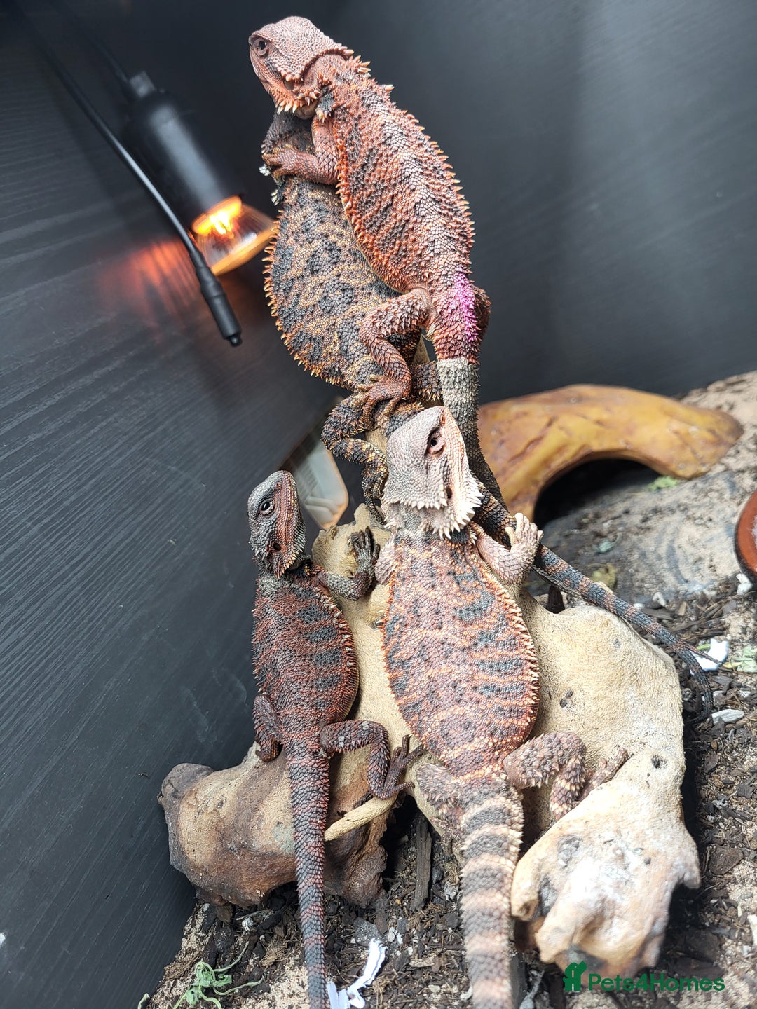 Bearded Dragon reptiles for sale: Red Monster Bearded Dragon babies - Advert 5