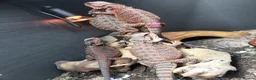 Bearded Dragon reptiles for sale: Red Monster Bearded Dragon babies - Advert 5