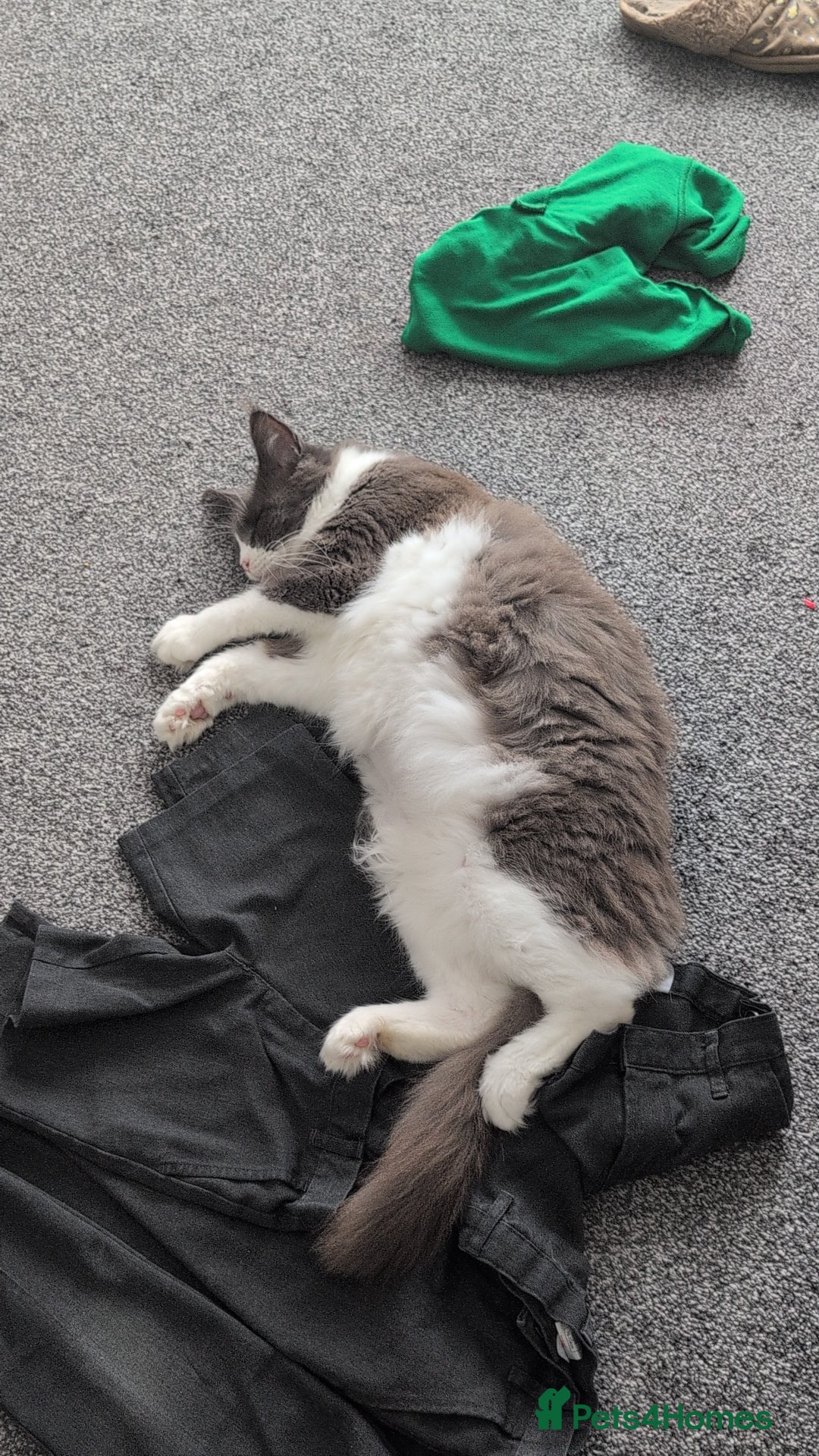 Maine Coon cats for sale: GCCF Maine Coon Cat for Sale – Loving Lap Cat - Image 7