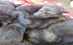 German Shepherd dogs for sale: German shepherd pups, HULL - Image 3