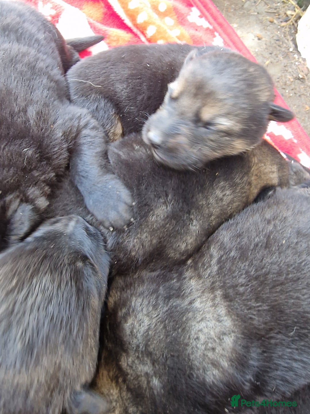 German Shepherd dogs for sale: German shepherd pups, HULL - Image 3