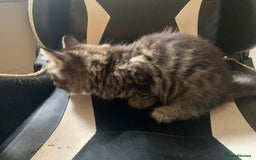 Mixed Breed cats for sale: Five Gorgeous Kittens available now ! - Image 29