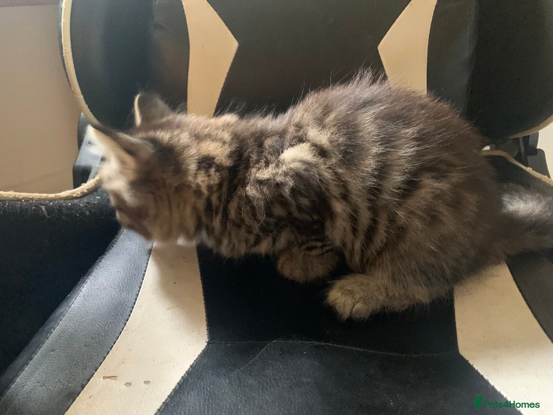 Mixed Breed cats for sale: Five Gorgeous Kittens available now ! - Image 29