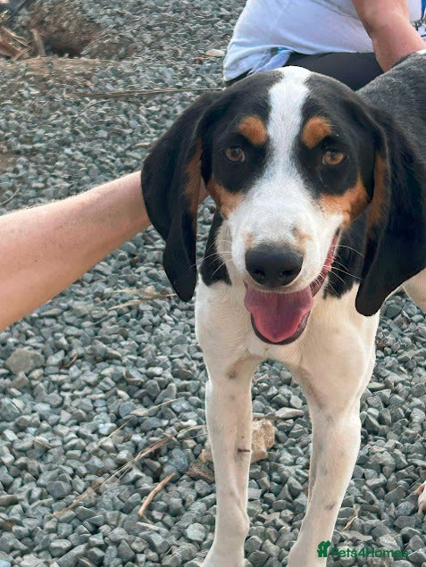 Mixed Breed dogs  Hardy A Young Prince Hoping for His Forever Home - Advert 16