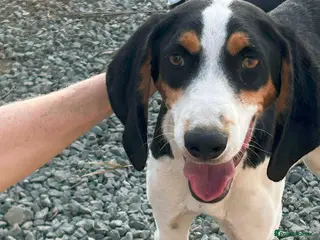 Mixed Breed dogs Hardy A Young Prince Hoping for His Forever Home - Advert 16