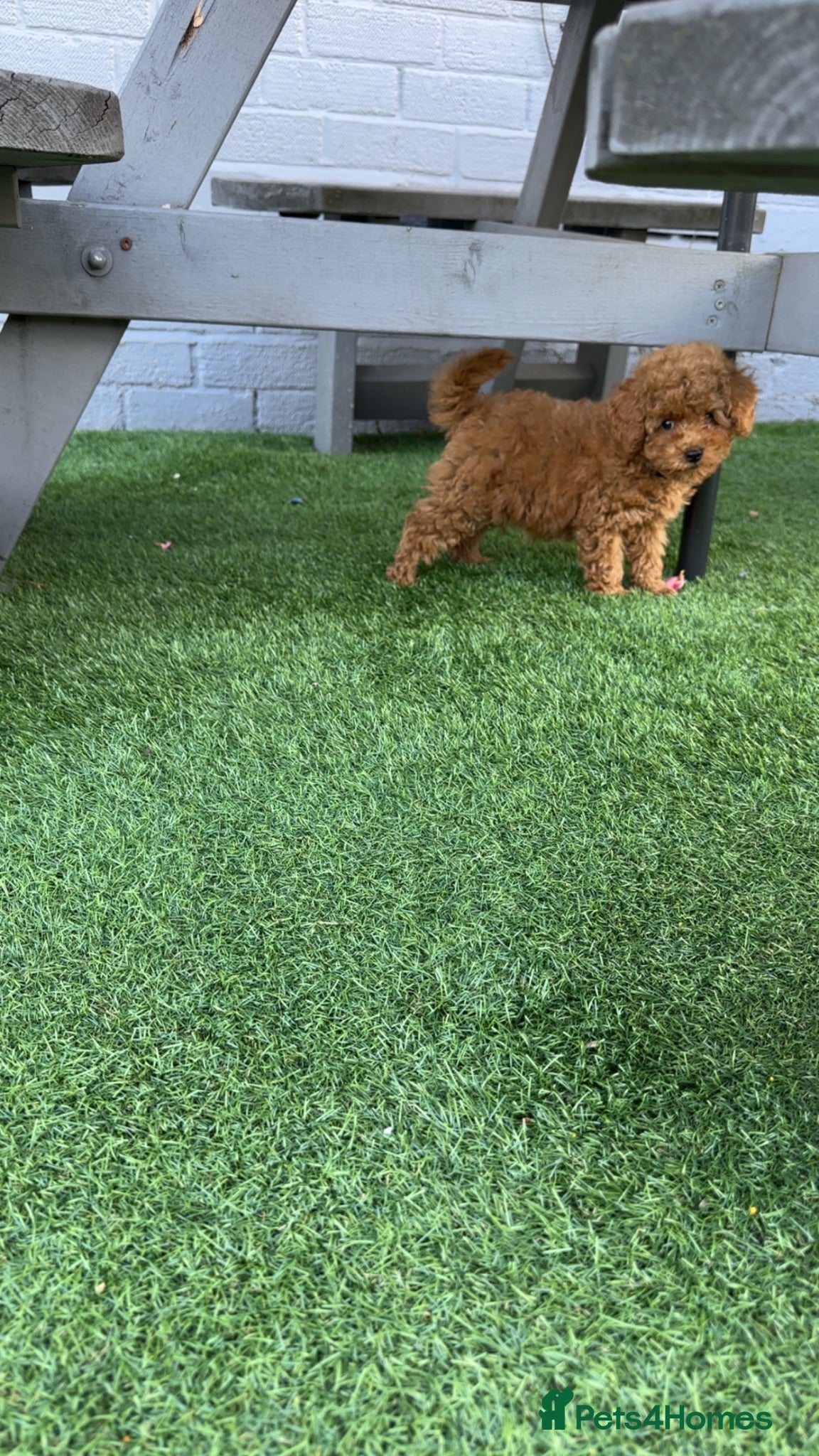 Toy Poodle dogs KC registered red toy poodle puppies  - Advert 4