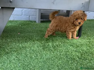 Toy Poodle dogs KC registered red toy poodle puppies - Advert 4