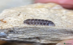 Mixed Breed invertebrates for sale: Isopods, Millipedes & Springtails - Image 14