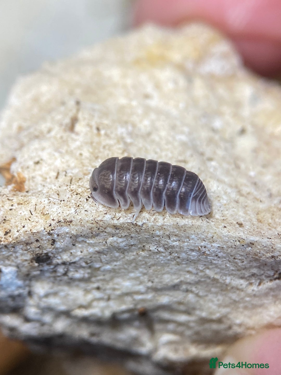Mixed Breed invertebrates for sale: Isopods, Millipedes & Springtails - Image 14