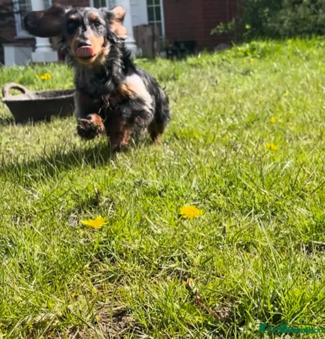 Miniature Dachshund dogs for sale: 6 beautiful long-haired dachshund pupps - Advert 16