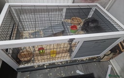 Mixed Breed rabbits for sale: 2 boy rabbits.  - Image 5