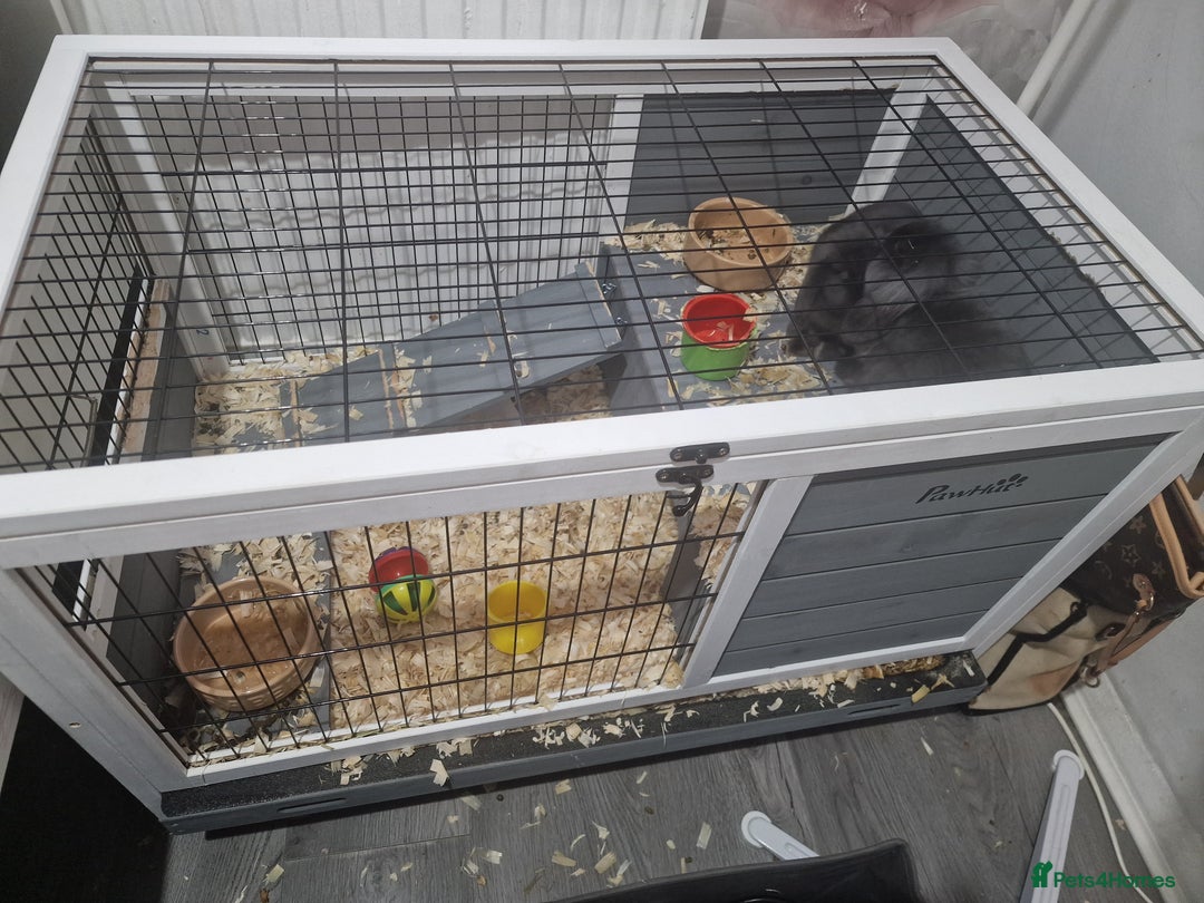 Mixed Breed rabbits for sale: 2 boy rabbits.  - Image 5