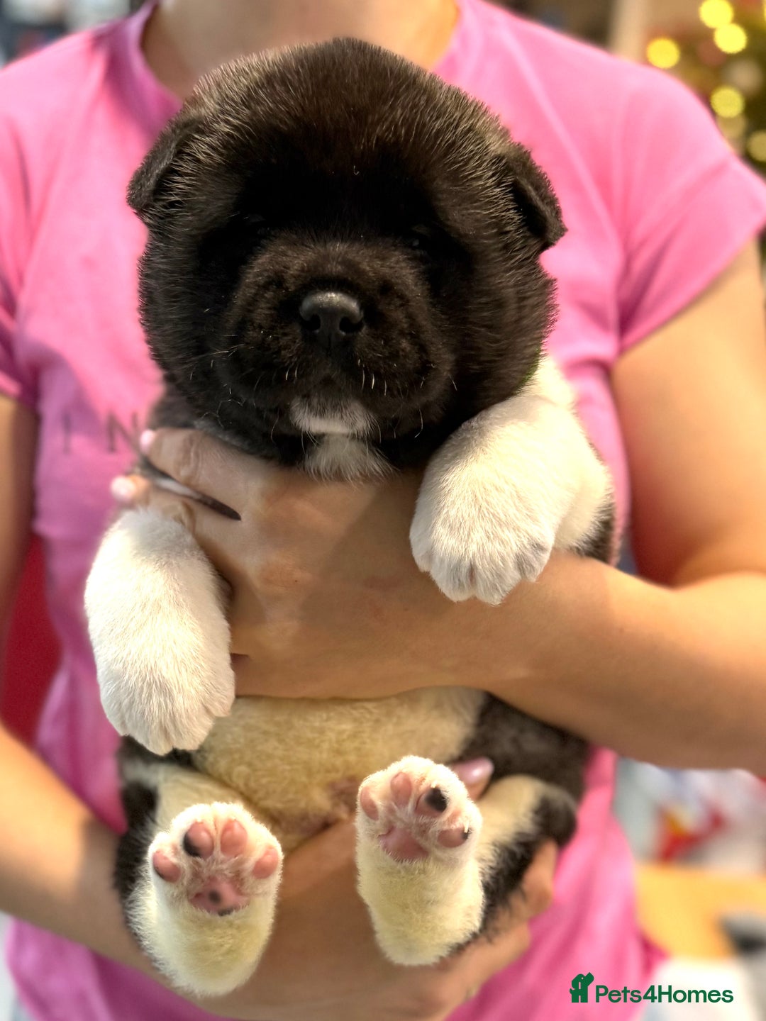 Akita dogs for sale: AMERICAN AKITA LOOKING FOR HOME - Advert 7