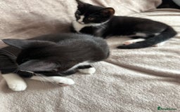 Mixed Breed cats for sale: lovely kitties - Image 3