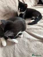 Mixed Breed cats - Advert 16