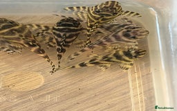 Plecos fish for sale: L333 King Tiger Plecos.  - Image 5