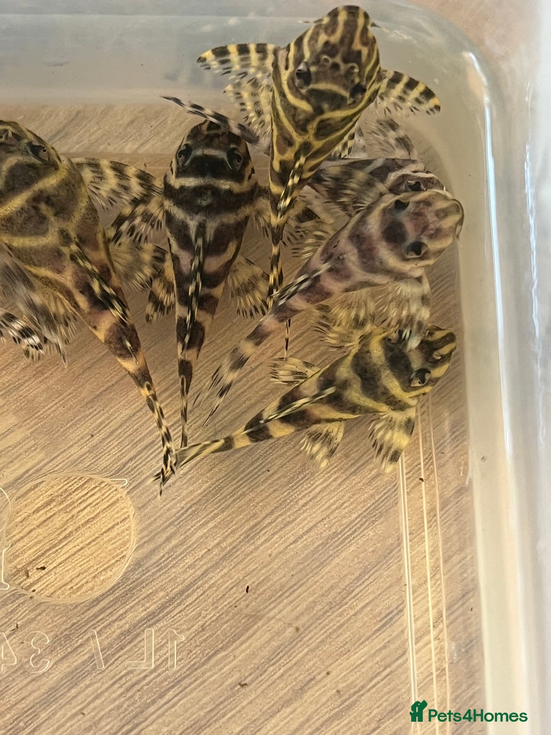 Plecos fish for sale: L333 King Tiger Plecos.  - Image 5