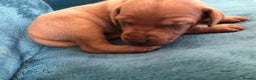 Hungarian Vizsla dogs for sale: Playfull and cheeky hungarian vizsla puppies  - Advert 20