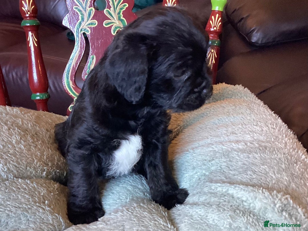 Mixed Breed dogs for sale: Floodles  - Advert 2