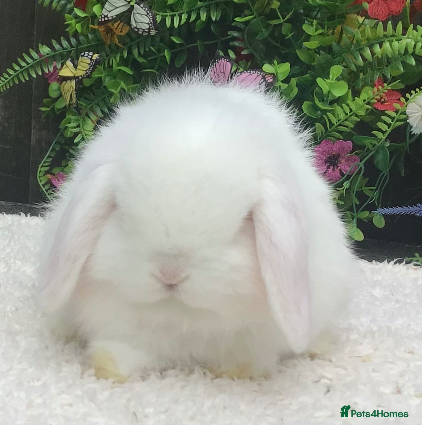 Mini Lop rabbits Mini lop doe - Advert 2