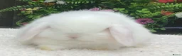 Mini Lop rabbits for sale: Mini lop doe - Advert 2