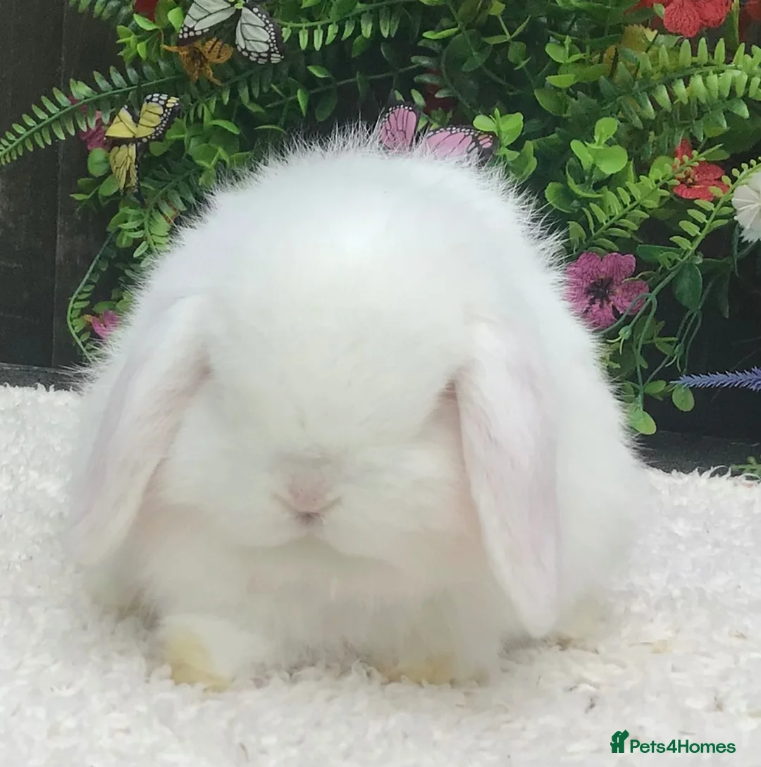 Mini Lop rabbits for sale: Mini lop doe - Advert 2