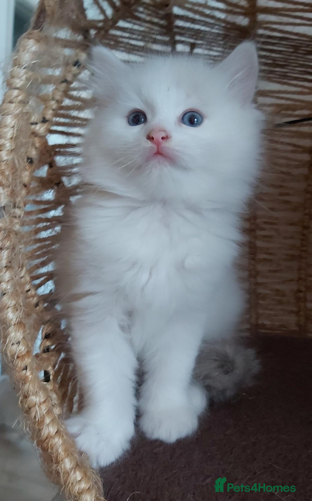 Ragdoll cats RAGDOLLS BICOLOUR BOY BLUE EYES READY NOW! - Advert 18
