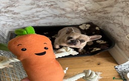 French Bulldog dogs for sale: Pablo - Advert 13