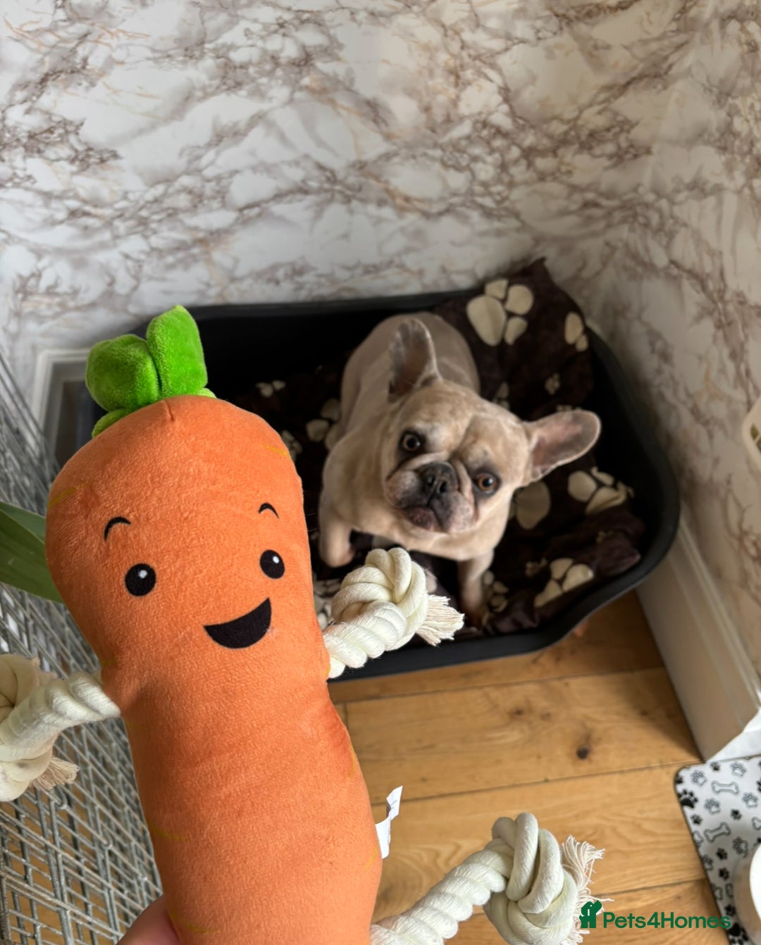 French Bulldog dogs for sale: Pablo - Advert 13