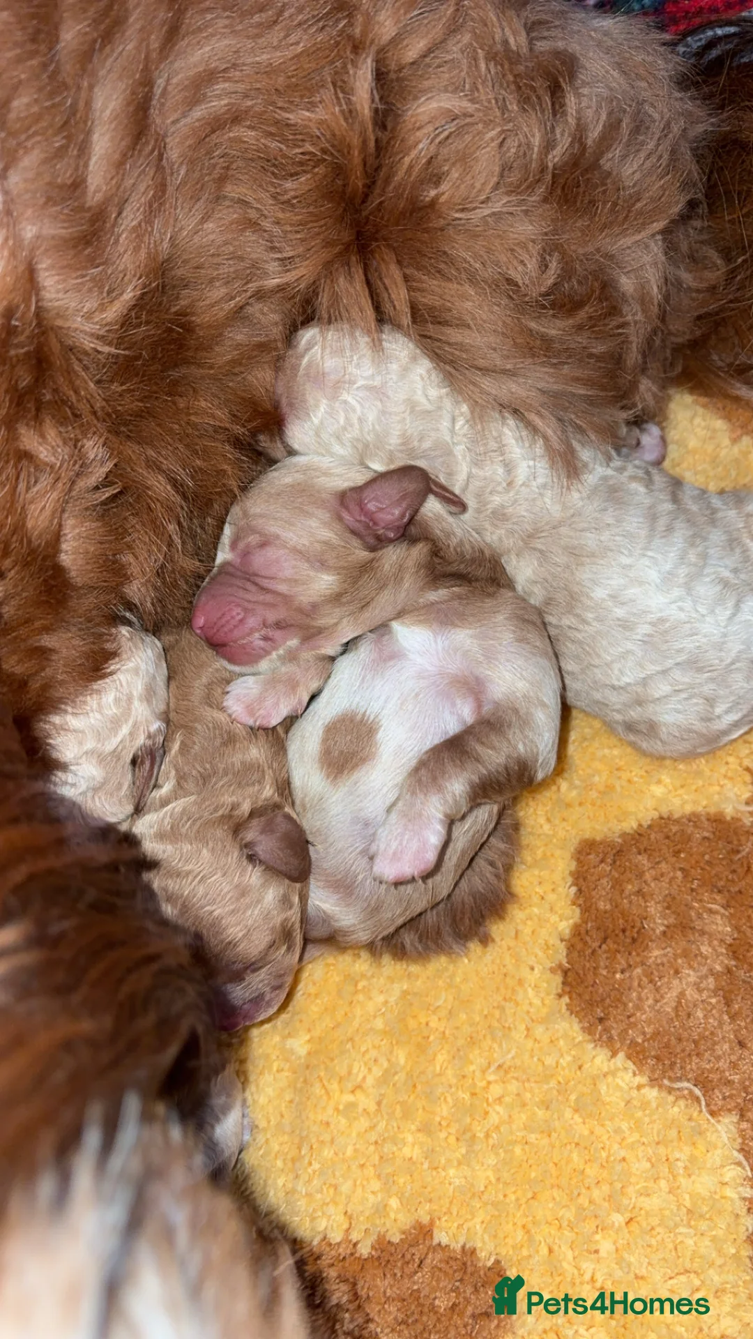 Cavapoo dogs for sale: Beautiful litter of f2 cavapoo puppies  in Rochdale - Advert 12