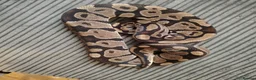 Python Snake reptiles for sale: Beautiful collection of pythons for sale  - Advert 3